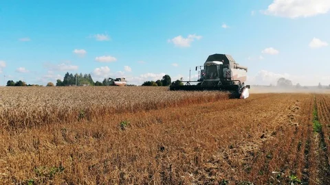 Wheat is getting cut and processed by the combines Stock Footage 118949682