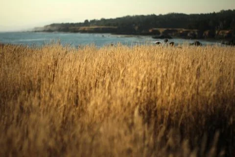 Wheat glows at sunset Stock Photos