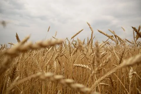 Wheat, golden fields, sky, cloudy, Stock Photos