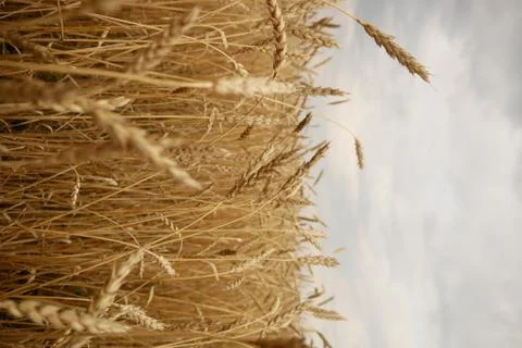 Wheat, golden fields, sky, cloudy Stock Photos
