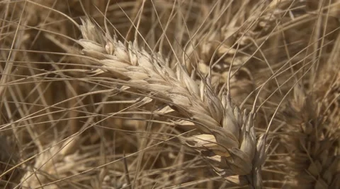 Wheat golden yellow Stock Footage 44729929