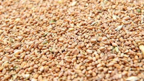 Wheat grain 1 Stockbeeldmateriaal 98040601