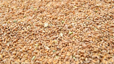 Wheat grain 3 Stockbeeldmateriaal 98040586