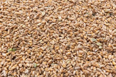 Wheat grain 4 Stock Photos