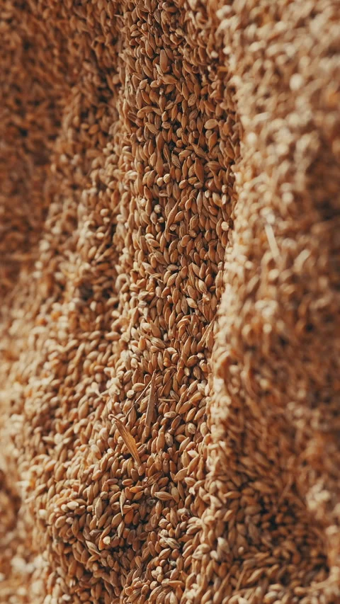 Wheat grain background camera movement Vertical video Stock Footage 235666668