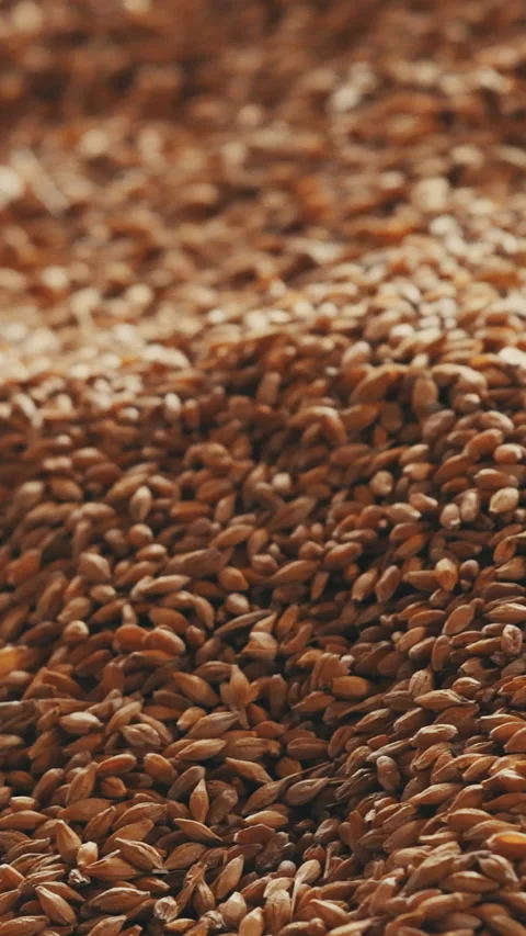 Wheat grain background camera movement Vertical video Stock Footage 235666775