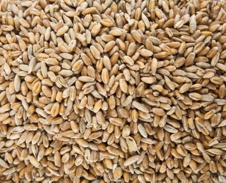 Wheat grain as a background Stock Photos