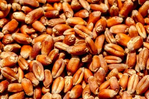 Wheat grain as background texture Stock Photos