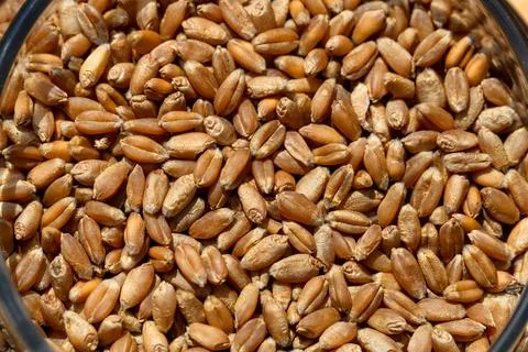 Wheat grain as background texture Stock Photos