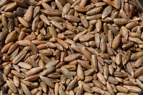 Wheat grain as background texture Stock Photos