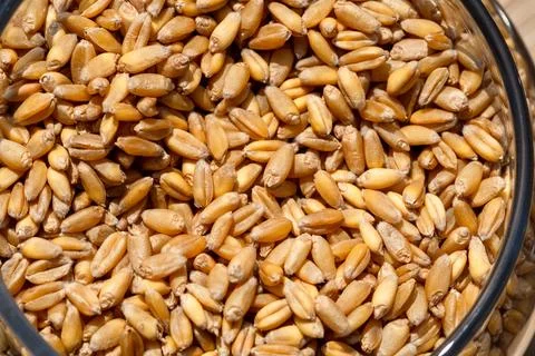 Wheat grain as background texture Foto stock