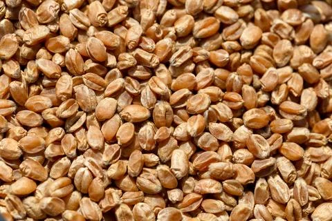 Wheat grain as background texture Stock Photos