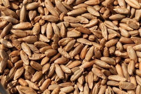 Wheat grain as background texture Foto stock