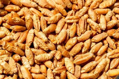 Wheat grain as background texture Foto stock