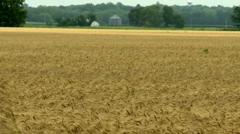 Wheat with grain bin in background in Kansas Video stock 65029831