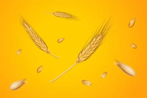 Wheat grain for cereal or bread. 3d nature ear, organic golden crop harvest, Stock Illustration