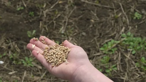 Wheat grain in children's hands close-up Stock Footage 253060639