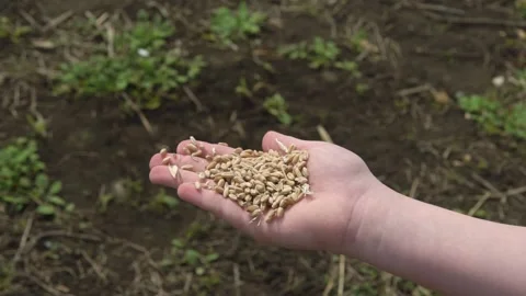 Wheat grain in children's hands close-up Stock Footage 253060659