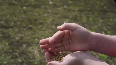 Wheat grain in children's hands close-up Stock Footage 253060682