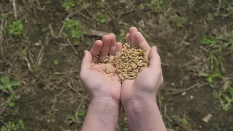 Wheat grain in children's hands close-up Stock Footage 253060687