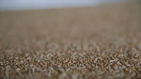 Wheat grain close-up Stock Footage 107270315