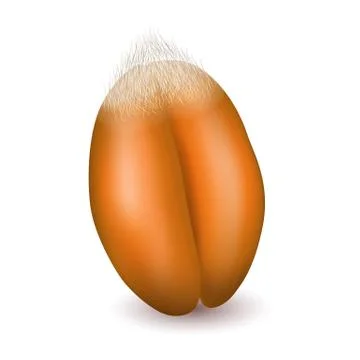 Wheat grain close-up Stock Illustration