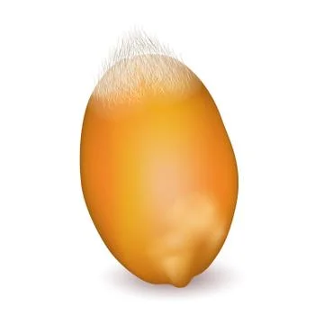 Wheat grain close-up Stock Illustration