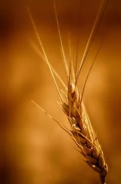 Wheat grain close-up Foto stock
