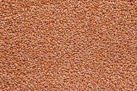 Wheat grain closeup background for design Stock Photos