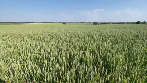 Wheat grain corn field swaying breeze blue sky Stock Footage 244941958
