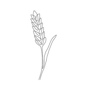 Wheat grain ear, nature bread, one single continuous art line drawing. Linear Illustrazione stock