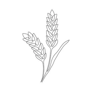 Wheat grain ear, nature bread, one single continuous art line drawing. Linear Stock Illustration