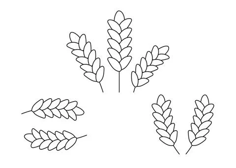 Wheat grain ear, nature set, line icon. Linear sketch of wheat, barley, oat e Stock Illustration