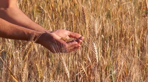 Wheat Grain in a Farmer Hands Vídeos de archivo 52097848