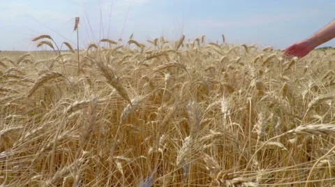 Wheat Grain in a Farmer Hands Stock Footage 53197732