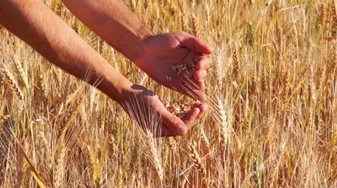 Wheat Grain in a Farmer Hands. Stock Footage 63985554