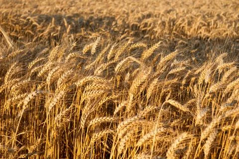 Wheat grain field background Stock Photos