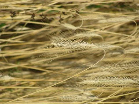 Wheat grain in the field Stock Photos
