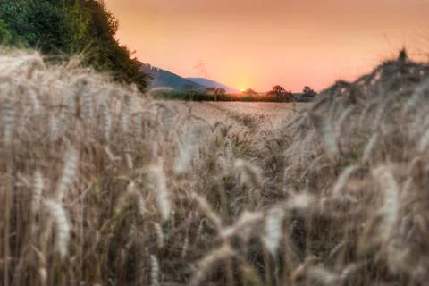 Wheat grain field at sunset Foto stock