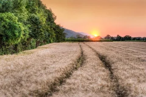 Wheat grain field at sunset Foto stock