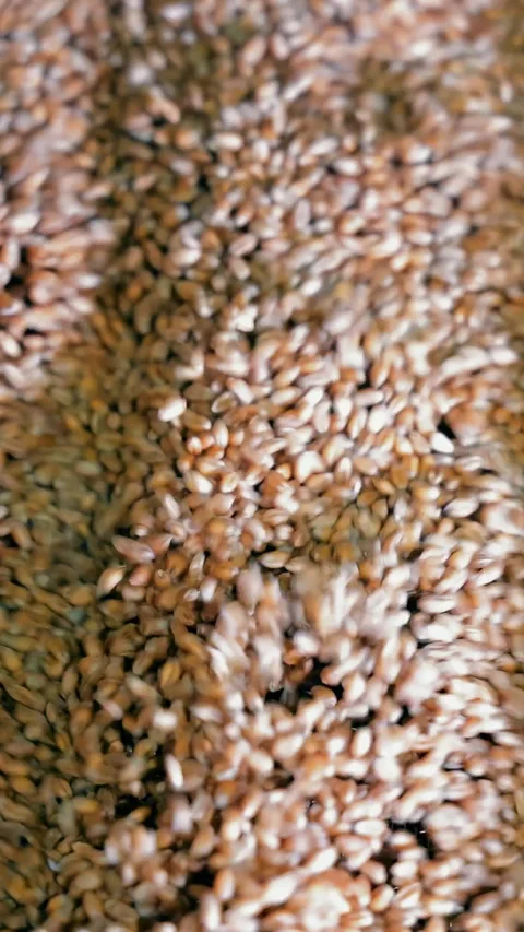 Wheat Grain Filtration, Close-up of the process of cleaning wheat grains at a Video stock 318167128