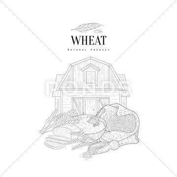 Wheat Grain Illustration Stock Illustrations – 71,176 Wheat Grain  Illustration Stock Illustrations, Vectors & Clipart - Dreamstime