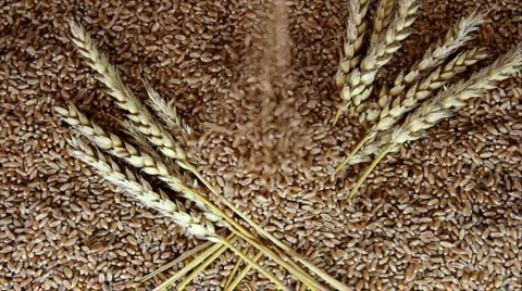 Wheat grain Stock Footage 5298870