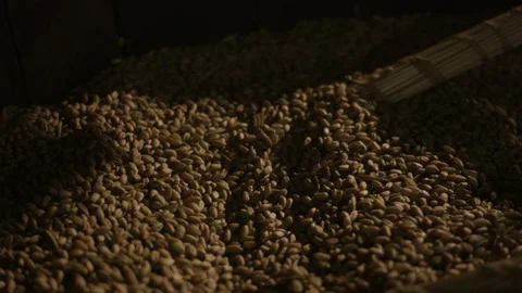 Wheat grain Stock Footage 114840871