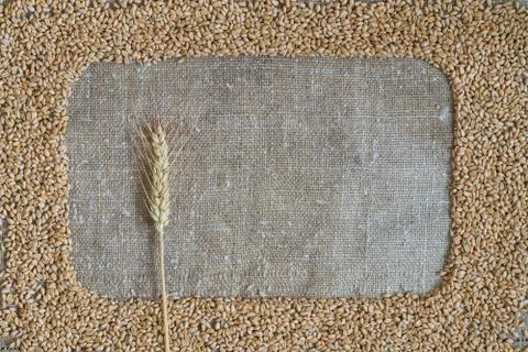 Wheat grain in the form of a frame on burlap Stock Photos