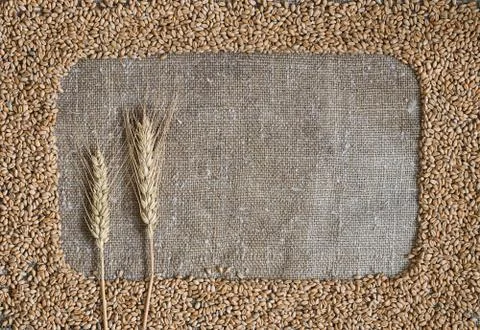 Wheat grain in the form of a frame on burlap Stock Photos