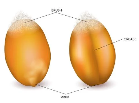 Wheat grain front and back Stock Illustration