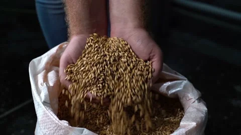 Wheat grain in a hand after good harvest of successful farmer. Agriculture Stock Footage 172538679