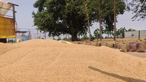 Wheat grain in a hand after a good harvest Stock-Footage 256978487