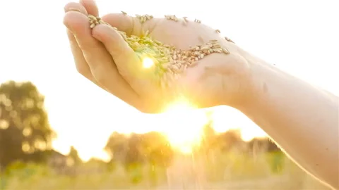 Wheat grain in hand against the background of the sun. Slow Shot Sifting of Stock Footage 87288572